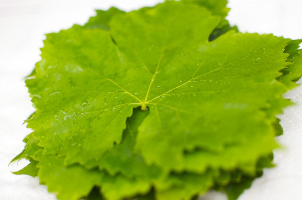 grapeleaves