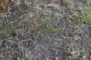 purslane